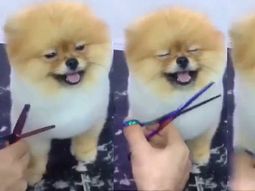 un perro no puede disimular que disfruta al maximo su dia en el spa canino un perro no puede disimular que disfruta al maximo su dia en el spa canino