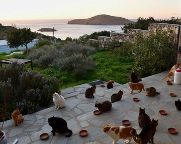 Los bellos atardeceres en el mar Egeo se aprecian mejor con compañía felina