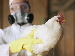 Uruguay busca abrir nuevos mercados en el mundo para exportar carne aviar y la vacuna contra la influenza genera reticencia en el secotr agroexportador. Uruguay busca abrir nuevos mercados en el mundo para exportar carne aviar y la vacuna contra la influenza genera reticencia en el secotr agroexportador.