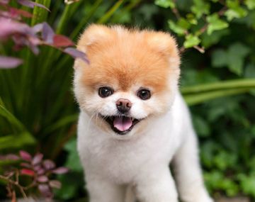 Boo tenía 12 años y reinaba en Facebook con 16 millones de seguidores