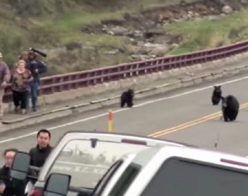 Paseaban por un parque y se toparon con osos osos