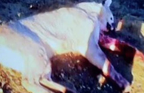 Pánico en Caleta Olivia: un puma intentó atacar a una familia