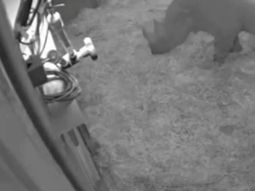 graban el nacimiento de un rinoceronte negro en un zoologico de gran bretana graban el nacimiento de un rinoceronte negro en un zoologico de gran bretana