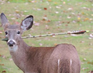 Un ciervo con una flecha en la cabeza logra evadir a las autoridades