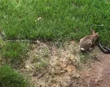 Serpiente quiso comerse  unos conejitos