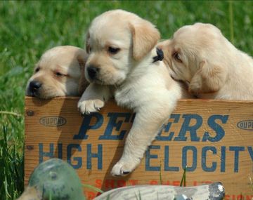 ¿Por qué se celebra hoy el Día del Animal?