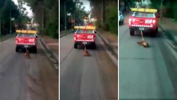 video: empleados municipales de tigre arrastran a un perro por la ruta video: empleados municipales de tigre arrastran a un perro por la ruta