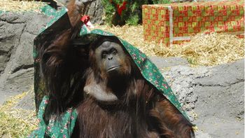 le concedieron un habeas corpus a una orangutana del zoo porteno le concedieron un habeas corpus a una orangutana del zoo porteno