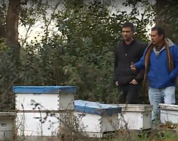 Crisis de los apicultores
