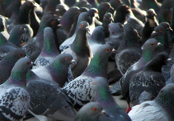 Desmienten el uso de palomas en un plan alimentario infantil