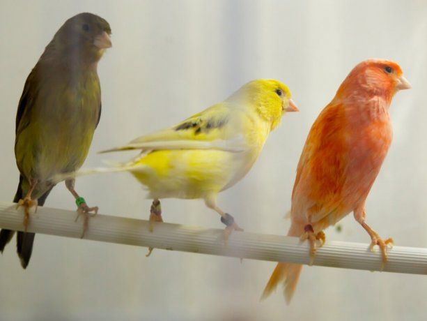 Desmontaron un criadero ilegal de canarios