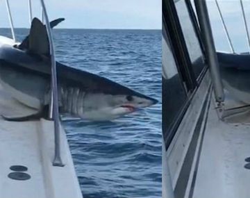 El tiburón quedó atrapado en la baranda pero logró zafarse