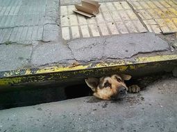 video: el emotivo rescate de un perro atrapado en una alcantarilla video: el emotivo rescate de un perro atrapado en una alcantarilla
