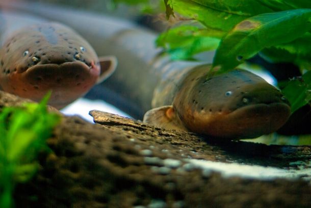 Descubren que las anguilas hipnotizan a sus presas antes de comerlas