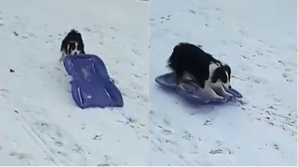 Un perro subió un trineo en una loma y se deslizó por la nieve