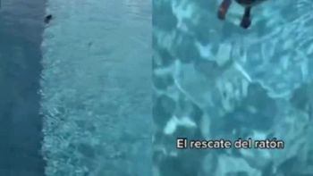 thalia salvo a un raton que se ahogaba en su pileta y se volvio viral en las redes thalia salvo a un raton que se ahogaba en su pileta y se volvio viral en las redes