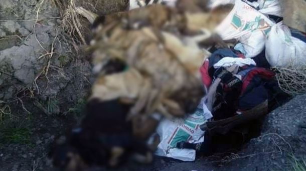 Proteccionistas denuncian una matanza masiva de perros en Chubut