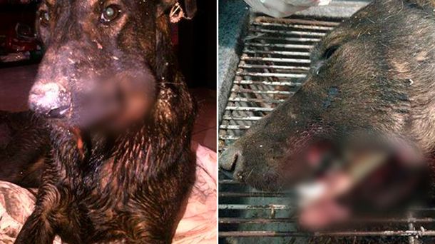 Desalmados: explotaron un petardo en la boca de un perro callejero