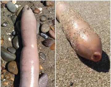 Los invasivos peces pene
