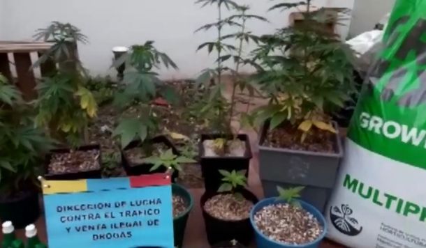 Montan un invernadero de marihuana en Flores para vender durante la cuarentena con take away