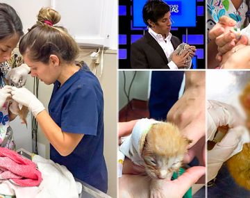 Robertito rescató una gatita de la basura: mirá cómo se recuperó 