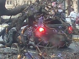 cayo un arbol y aplasto un auto en el centro porteno cayo un arbol y aplasto un auto en el centro porteno
