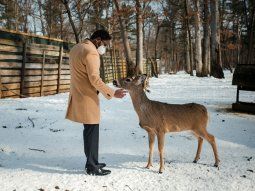 Nueva York: encontraron una decena de ciervos con Covid-19. Crédito: The New York Times