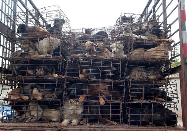 Frenaron a un camión con perros que iban directo al matadero