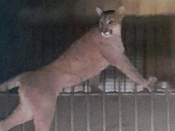 Video: pánico total por un puma suelto en las calles de Necochea
