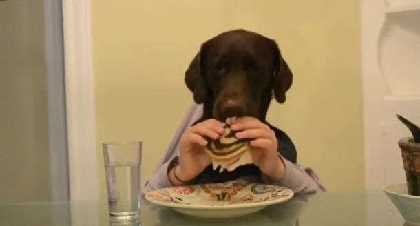 Así es, sin excepciones, la verdadera vida de un perro