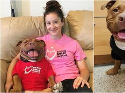 final feliz: una perrita pitbull no puede dejar de sonreir luego de ser adoptada final feliz: una perrita pitbull no puede dejar de sonreir luego de ser adoptada