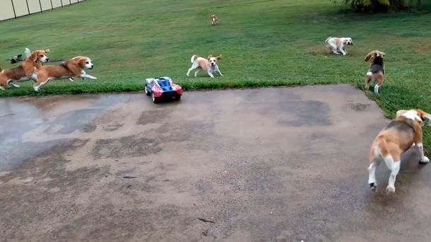 Así se entrena a una familia de beagles