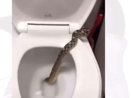 Almagro: fue al baño de su casa y encontró una culebra ¡en el inodoro! 