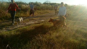 Quieren cerrar un refugio que alberga 200 perros en Tres de Febrero Quieren cerrar un refugio que alberga 200 perros en Tres de Febrero