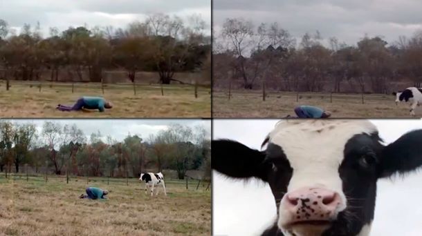 La increíble forma en que se grabó la escena con la vaca en Historia de un clan: Fue milagroso
