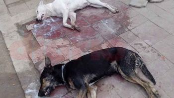 desalmados: envenenaron a seis perros con comida desalmados: envenenaron a seis perros con comida