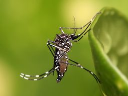 mosquitos para terminar con el dengue mosquitos para terminar con el dengue