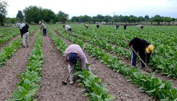 Trabajadores rurales recibirán el aumento de 4 mil pesos dispuesto por decreto