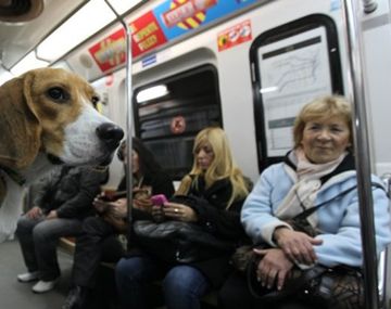Evalúan que las mascotas puedan viajar en el subte