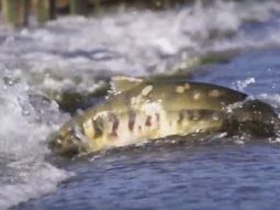 Salmones que cruzan la ruta