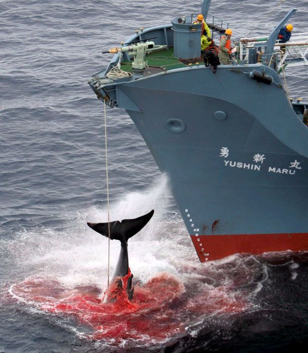 Japón seguirá pescando ballenas en el Pacífico