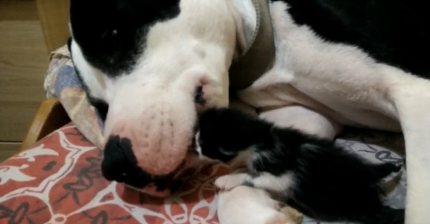 Un pitbull ayuda a calmar a un gato de un día