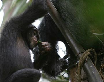 Los chimpancés son bebedores sociales