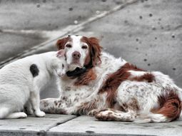 Hay una mascota cada dos hogares en la Ciudad