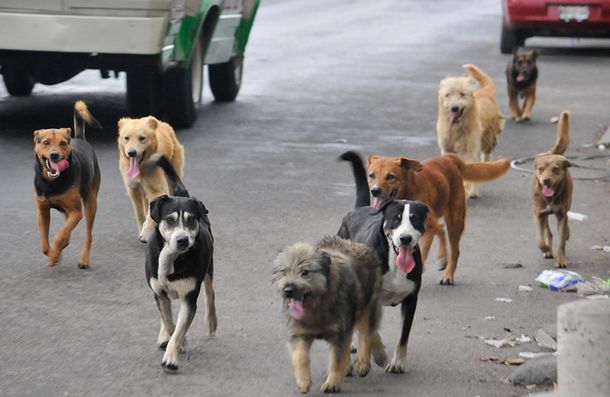 Proponen multar a quienes alimenten a perros callejeros