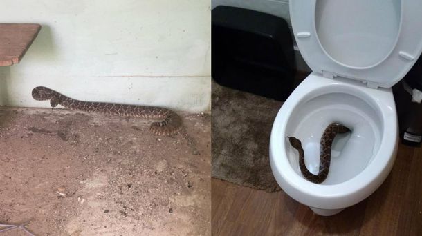 Había 24 serpientes en la casa