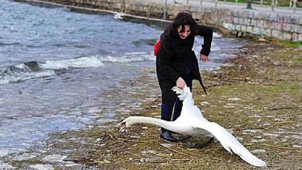 Una mujer provocó la muerte de un cisne: era para sacarse una foto