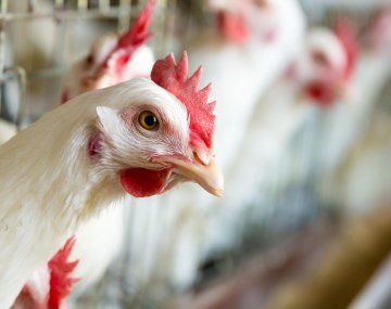 La importación de carne aviar