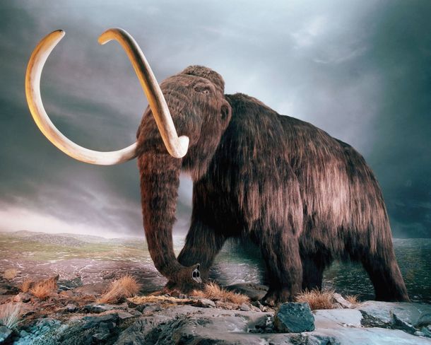 ¿Es posible la clonación de un mamut?