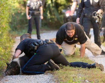 Un cerdo protagonizó una persecución policial y es furor en las redes